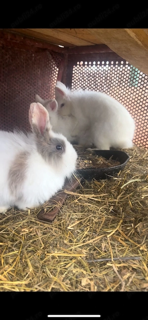 Iepurași cap de leu - imagine 2