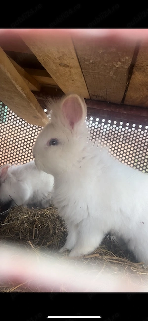 Iepurași cap de leu