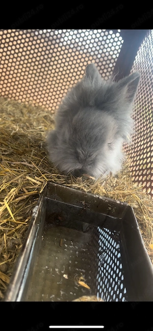 Iepurași cap de leu - imagine 4