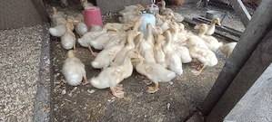 boboci rată pekin, vârstă 1 lună  - imagine 2