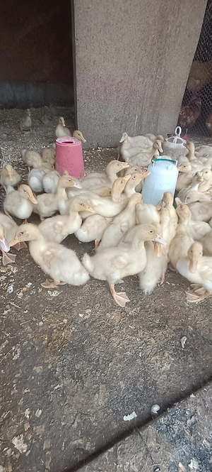 boboci rată pekin, vârstă 1 lună  - imagine 3