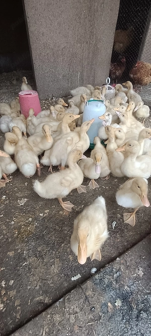 boboci rată pekin, vârstă 1 lună  - imagine 4