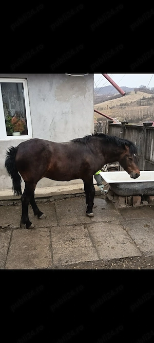 vand armasar - imagine 4