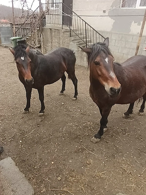 vand armasar - imagine 3