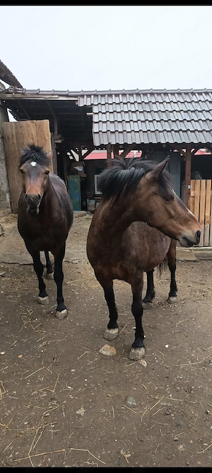 vand armasar - imagine 5