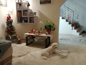 Vind casa i la 7 km pitesti