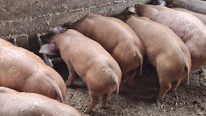 Vând purcei    duroc