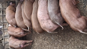 Vând purcei    duroc - imagine 5