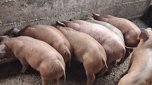 Vând purcei    duroc - imagine 3