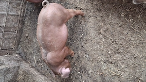 Vând purcei    duroc - imagine 2