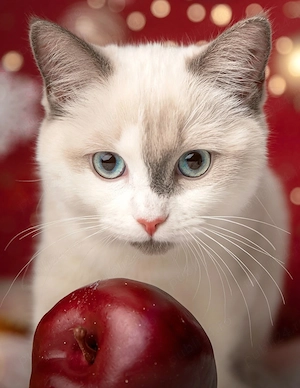 Puiuți Ragdoll simpatici și tare lipicioși