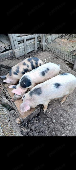 Schimb purcei cu cereale