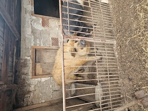 Vând porci și purcei