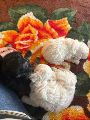 catei de vanzare  - imagine 4