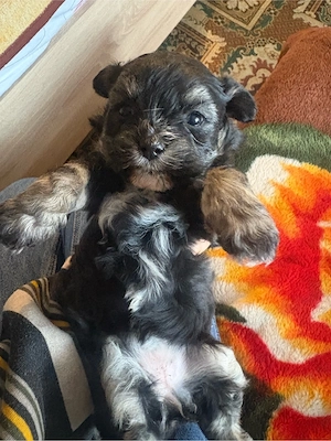 catei de vanzare  - imagine 3