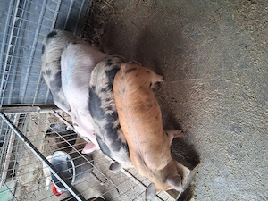 Purcei de vanzare  - imagine 4