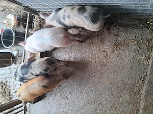 Purcei de vanzare  - imagine 3