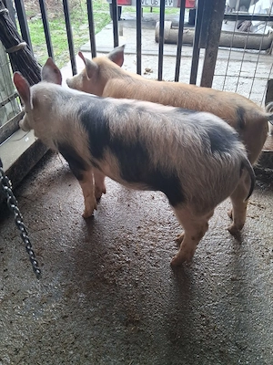 Purcei de vanzare  - imagine 2