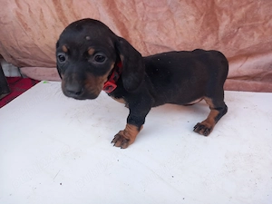 Femela teckel Blue + cățel - imagine 2