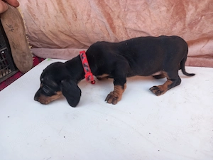 Femela teckel Blue + cățel - imagine 3