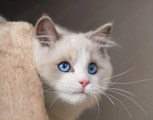 Puiuți Ragdoll simpatici și tare lipicioși - imagine 3