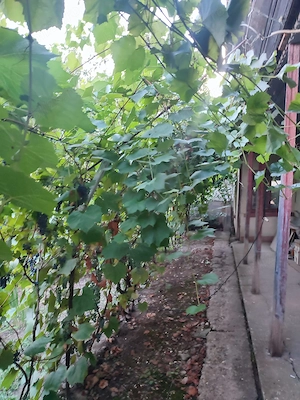 Vanzare casa Daia - Giurgiu