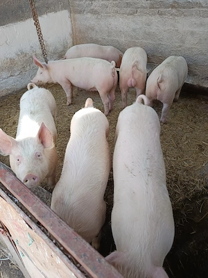 șoldani de vinzare - imagine 2