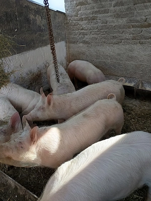 șoldani de vinzare - imagine 3