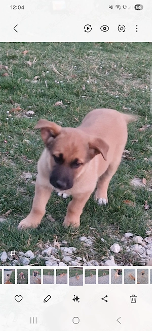 Vând cățelușă Malinois 