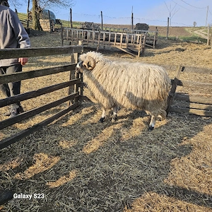 vand berbec  - imagine 4