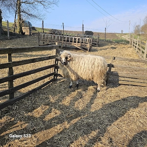 vand berbec  - imagine 3