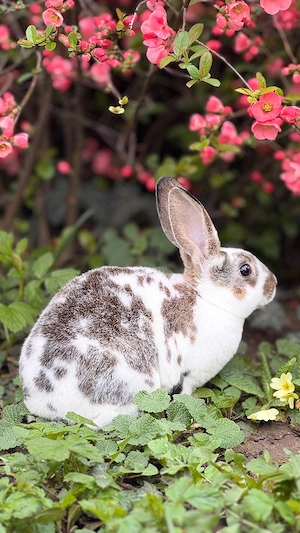 Iepurasi de Paște  - imagine 2