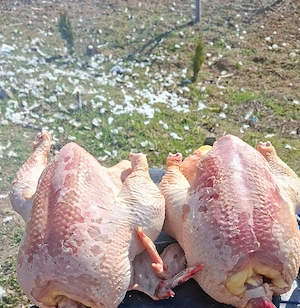 Pasari de tara sacrifiate