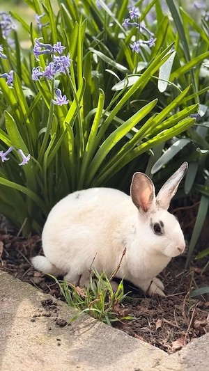 Iepurasi de Paște  - imagine 4