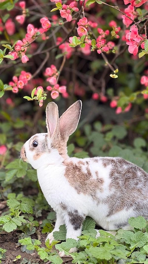 Iepurasi de Paște  - imagine 5