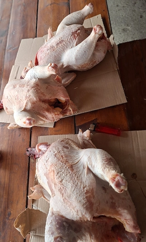 Pasari de tara sacrifiate - imagine 3