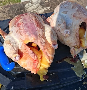 Pasari de tara sacrifiate - imagine 2