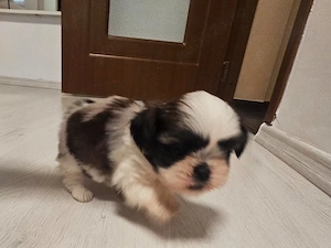 Vând Căței Shitzu 