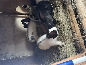 Vând iepurași fluture german  - imagine 3