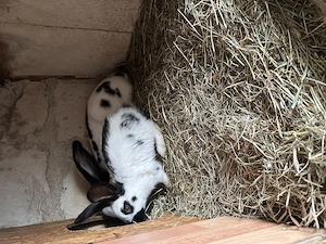 Vând iepurași fluture german  - imagine 2