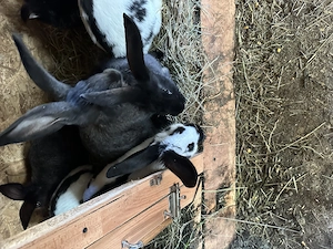 Vând iepurași fluture german  - imagine 5