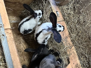 Vând iepurași fluture german  - imagine 4