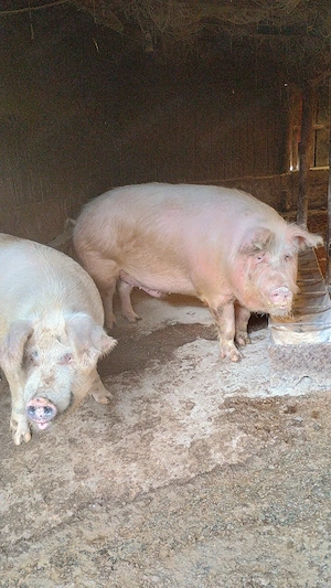 vand porci de tara  - imagine 2