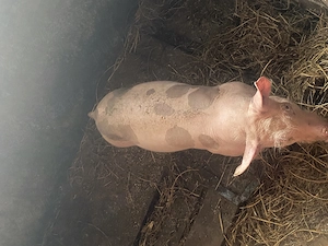 De vânzare pietrean 