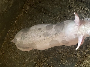 De vânzare pietrean  - imagine 2