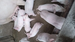 Purcei de vanzare  - imagine 2