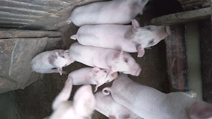 Purcei de vanzare  - imagine 3