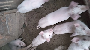 Purcei de vanzare  - imagine 4