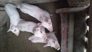 Purcei de vanzare  - imagine 5