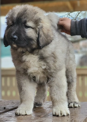 Mascul ciobanesc caucazian